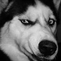 爱吃谷连天的熙