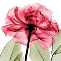 花飞花