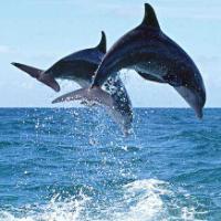 蓝色冰舞