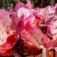 小芳