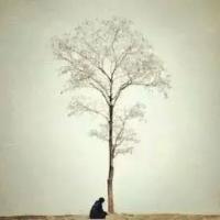 樱落晨殇